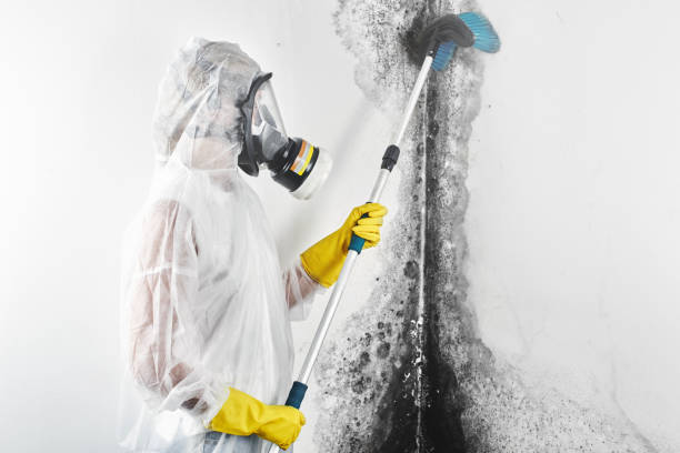 Best Crawl Space Mold Remediation  in Wickliffe, OH