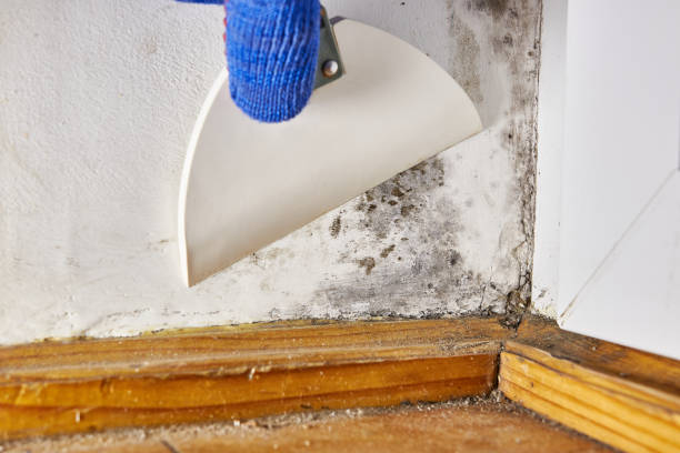 Best Comprehensive Air Testing for Mold Contaminants  in Wickliffe, OH
